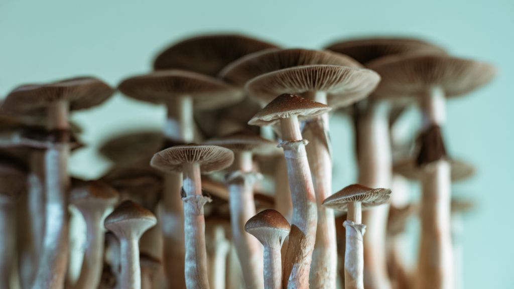 Various Health Benefits Of Consuming Magic Mushroom